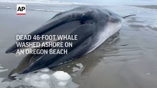 Whale decomposing on Oregon beach a sad but super educational spectacle [upl. by Eivi]