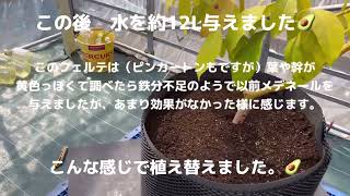 アボカドの植え替え（鉢増し）を行いました。 [upl. by Leeda948]