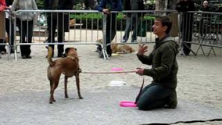 Animal Planets Super Fetch Zak George and Venus in New York City Part 3 [upl. by Raamal646]