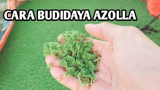 LENGKAP  BEGINI CARA BUDIDAYA AZOLLA MICROPHYLLA DARI NOL SANGAT MUDAH [upl. by Plume125]