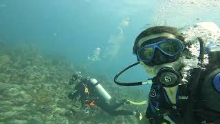 Bayahibe  Saona diving  Reef Dives in Bayahibe  Dominican Republic [upl. by Adyela]