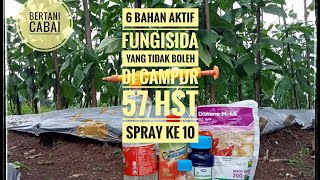 Bertani Cabai ORI 212 57 Hst spray ke 10 [upl. by Nyltak]