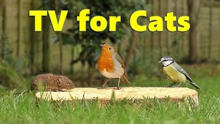 Cat TV  Videos for Cats to Watch Birds and Mice ⭐ 8 HOURS ⭐ [upl. by Aihsenor]