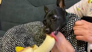 Rescued Baby Fruit Bat Eats Banana [upl. by Clarkin]