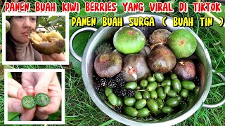 PANEN BUAH SURGA  BUAH TIN DAN PANEN BUAH KIWI BERRIES BUAH SULTAN ‼️ PANEN BUAH DI KEBUN MERTUA [upl. by Kary]