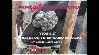 Papilomatosis en vacas vlog  37 [upl. by Ttelrahc]