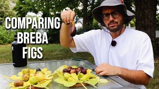 Comparing Breba Figs 10 Fig Varieties  Looking at the Fig Trees [upl. by Dlarej]