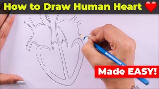 How to Draw Human Heart Easily [upl. by Elleneg]