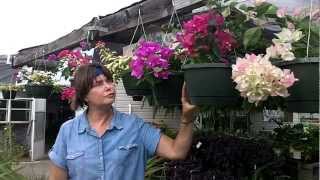 Bougainvillea Flowers  Great for Hanging Baskets [upl. by Jamnis267]