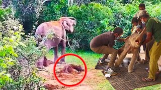 Anguished mother Elephant wails for wounded baby  Sweetest rescue  heartthumping animal rescues [upl. by Okuy]