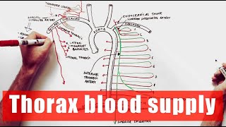 Arterial supply of the Thorax  Anatomy Tutorial [upl. by Ettenyl629]