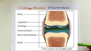 ANATOMİ8KONUEklem Sistemi [upl. by Niwrud]