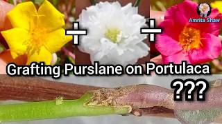 How to Graft Purslane on Portulaca  Portulaca grafting technique with Purslane amritashaw [upl. by Anilorac]