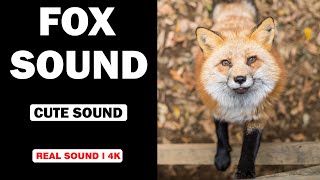 Real Fox Sounds  High Quality  Cute Fox Sound Experience  4K [upl. by Margarida]