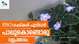 Episcia ചെടികള്‍ പൂവിടാന്‍ പാലുകൊണ്ടൊരു വളപ്രയോഗം [upl. by Benn]