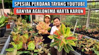 Banyak aglaonema harta karun perdana tayang youtube [upl. by Malloy762]