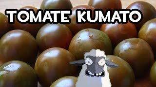 Germinar un Tomate Kumato en Casa  Muy fácil [upl. by Ardnwahsal]