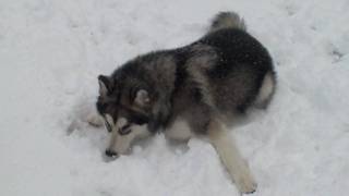 Alaskan Malamute first snow experience [upl. by Kikelia]