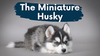 Miniature Husky The Complete Video Guide to The PocketSized Siberian Husky [upl. by Monto]