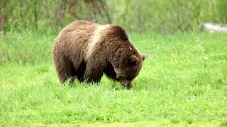 Grizzly Bear in Grand Teton National Park [upl. by Norward901]