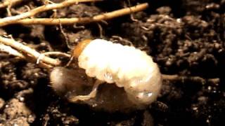 A white grub or June beetle larva video by B M Drees [upl. by Ellery691]