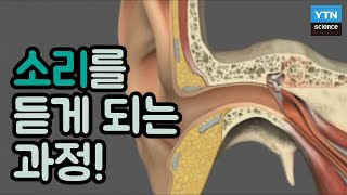 핫클립 우리는 어떻게 소리를 듣는 걸까  YTN 사이언스 [upl. by Htiduj]