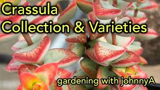 Crassula Collection Species and Varieties Update  A Detailed Tour [upl. by Ailet240]