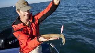 Pêche des calamars à la turlutte en bateau Oblades et Serran aux leurres Europêche34 [upl. by Gintz]