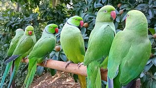 Ringneck Parrot SoundsVoice  Parrot Talking [upl. by Adlesirk]