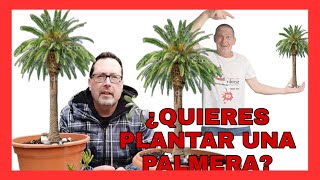 COMO GERMINAR DATILES  Palmera Datilera Cultiva tus propios datiles haz esto y no compres datiles [upl. by Hendrix866]