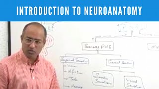 Introduction to Neuroanatomy  Neuroscience  Neurophysiology [upl. by Ahsian]