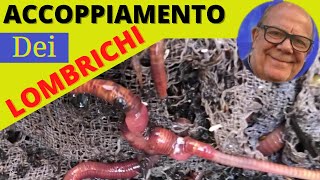 ACCOPPIAMENTO LOMBRICHI ed informazioni dettagliate [upl. by Sremlahc853]