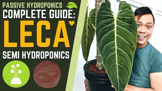 Complete Guide How to Grow Plants in LECA amp SEMI HYDROPONICS 💚 My Secrets Basic Tips for Success [upl. by Farlee]