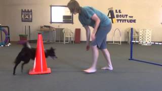 Teaching Left And Right To Your Agility Dog [upl. by Fenelia]