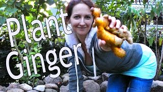 Ginger How to grow ginger rhizome cuttings in the ground or in containers [upl. by Eniamret]