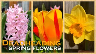 Deadheading spring flowers  Saving bulbs for next year  When and How to do [upl. by Rafaj]