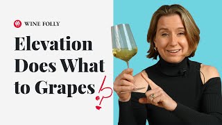 How Elevation Affects Grape Varieties ep 39 Wine Folly [upl. by Ecirp]