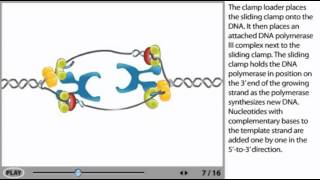 DNA Replication Animation  initiation elongation and termination [upl. by Vano]