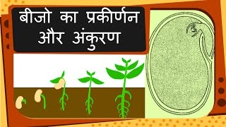 Science  Plant reproduction Seed and Germination  Hindi [upl. by Romulus]