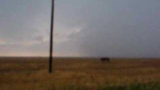 Poor cow stuck in large hail [upl. by Dmitri736]