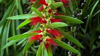 callistemon lanceolatus [upl. by Shir463]