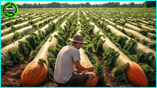 The Most Modern Agriculture Machines That Are At Another Level How To Harvest Pumkins In Farm [upl. by Thorne]