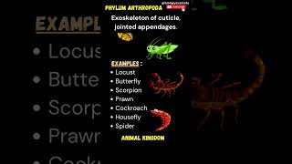 Animal Kingdom  Phylum PoriferaPhylum Chordata  Main characters with examples  NEET Biology [upl. by Witcher]