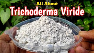 How To Use Trichoderma Viride In Gardening IN HINDI Biofungicide Trichoderma  Mission Gardening [upl. by Yelram983]