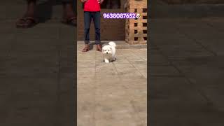 pets pomeranian dog cute funny cutedog tranding cuteanimal palanpur dog the pet world [upl. by Xirtaeb]