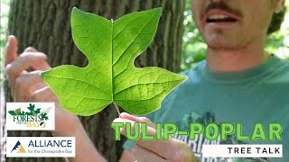 Tree Talk Tulippoplar [upl. by Annoled538]