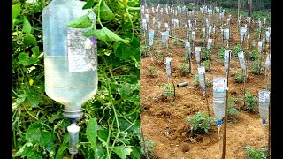 Plastic Bottle Drip Water Irrigation System Very Simple Easy ll DIY home drip irrigation system [upl. by Eiramannod]