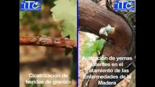 Curación de las Enfermedades de la madera yesca eutipiosis en vid Full HD [upl. by Flanders]