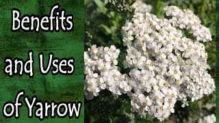 Benefits and Uses of Yarrow Achillea Millefolium [upl. by Hako776]