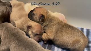 Puppies Breastfeeding First Week Compilation Day 18 Frenchies Nursing Lilac and Cream Pink Frenchie [upl. by Imuy365]